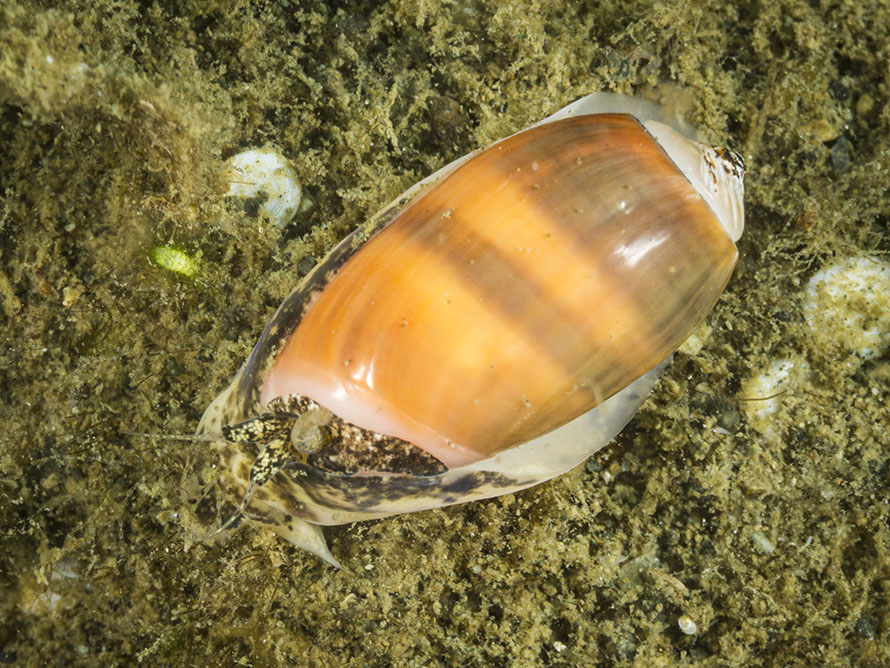 Oliva sp. A